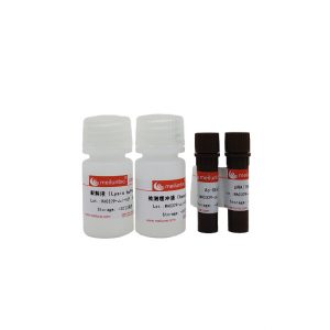 Caspase 3 Activity Assay Kit