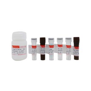 EdU Cell Proliferation Kit with Alexa Fluor 555 (Suitable for FACS、FM)