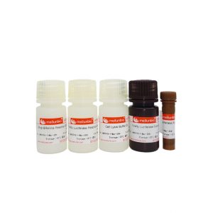 Firefly & Renilla Luciferase Reporter Assay Kit